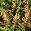 Helecho Dryopteris erythrosora