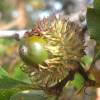 Roble de Turqua Trufero - Tuber Melanosporum