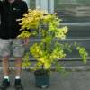 Arce japon�s 'Orange Dream'