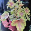 Heuchera 'Golden Zebra'