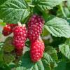 Mora-Frambuesa Tayberry