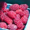 Mora-Frambuesa Tayberry