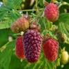 Mora-Frambuesa Tayberry