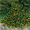 Potentilla Amarilla