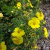 Potentilla Amarilla