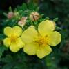 Potentilla Amarilla