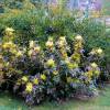 Mahonia