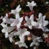 Abelia grandiflora