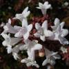 Abelia grandiflora