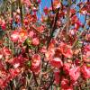 Membrillero de flor Rojo