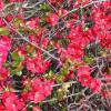 Membrillero de flor Rojo