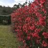 Membrillero de flor Rojo