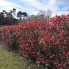 Membrillero de flor Rojo