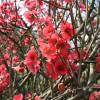 Membrillero de flor Rojo