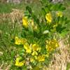 Coronilla