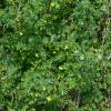 Coronilla