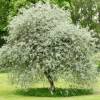 �rbol del para�so