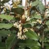 Eleagnus ebbingei