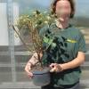 Eleagnus ebbingei