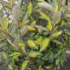 Eleagnus ebbingei 'Limelight'