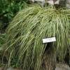 Carex 'Evergold'