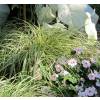 Carex 'Evergold'