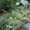 Carex 'Evergold'