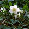 Rosa de Navidad
