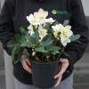 Rosa de Navidad