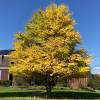 �rbol de Katsura