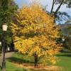 �rbol de Katsura