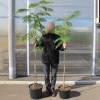 Acacia de Constantinopla 'Ombrella'
