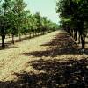 Roble pubescente Trufero - Tuber Uncinatum