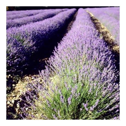 Lavándula : venta Lavándula / Lavandula angustifolia