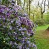 Rododendro morado 'Augustinii'