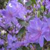 Rododendro morado 'Augustinii'