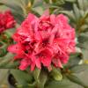 Rododendro rojo 'Lord Roberts'