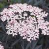 Sa�co negro 'Black Lace'