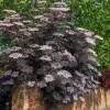 Sa�co negro 'Black Lace'