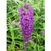 Planta prohibida en España-Budelia 'Nanho purple'