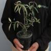 Planta prohibida en Espaa-Budelia 'Nanho purple'