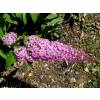 Planta prohibida en Espaa-Budelia 'Pink delight'