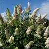 Planta prohibida en Espaa-Budelia 'White profusio