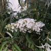 Planta prohibida en España-Budelia 'White profusio