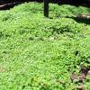 Menta de Crcega cubresuelo