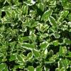 Menta Pi�a