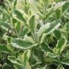 Menta Pi�a