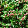 Cotoneaster horizontal