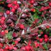 Cotoneaster horizontal