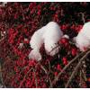 Cotoneaster horizontal